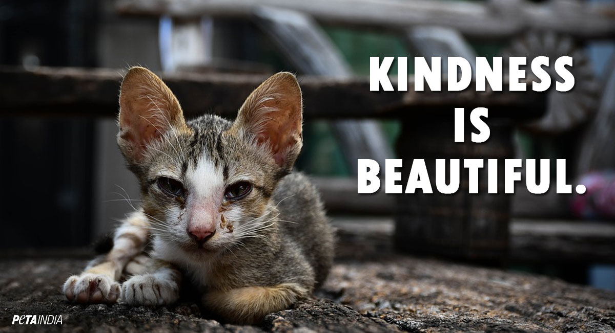 PetaIndia tweet picture