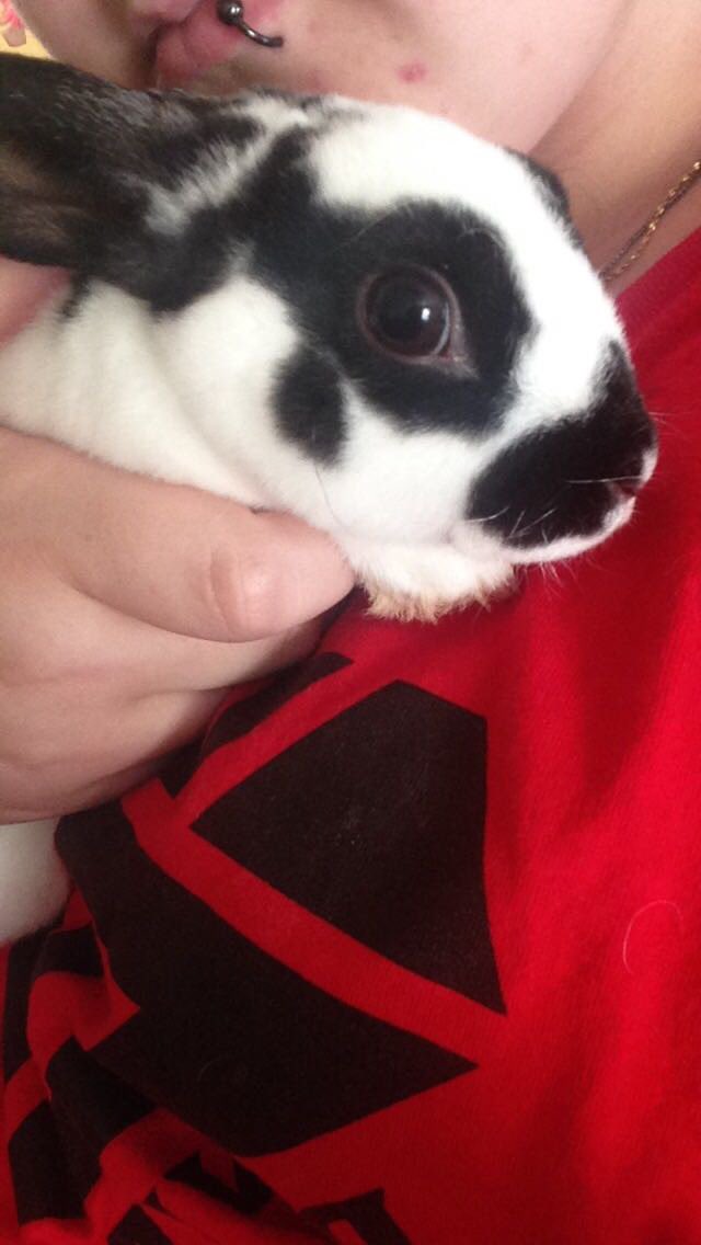 toadiefaye's tweet photo. Didn’t think I’d be making this at 5 years, cosmo you were the best cuddle buddy and anxiety meds ever 🥺
I love you and I’m so sorry I couldn’t do more for you. 
Watch over salem and take care of my babies till i get there 🥺
I love you fatboy ❤️ https://t.co/3Z2ep4uEc2