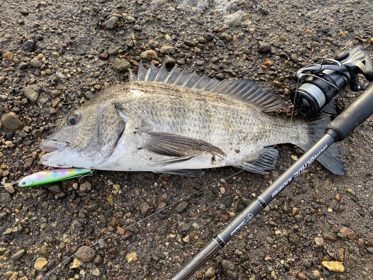 chobi178's tweet photo. 朝練の成果~トップウォーターでナイスなチヌ‼︎ 川は、まだ水温も高く夏っぽいですね~
#ZIPBAITS #FakieDog #がまかつ #gamakatsu #トレブル #RBMH #HYPERSHIELD #ism #infiniteseedsmakers
#infiniteblade #blackened
#チヌ https://t.co/o44990lVpT