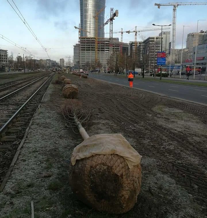 #ZielonaTowarowa wzbogadzi się o łąkę kwietną! Jako <a href="/FundacjaLaka/">Fundacja Łąka</a> znaleźliśmy sponsora i wspólnie sprezentujemy mieszkańcom Warszawy łąkę wieloletnią. Wszystko dzięki dobrej współpracy z @ZarzadZieleni. 
W 2018 roku posadziliśmy wzdłuż ulicy sto potężnych lip holenderskich 🌻💚💪