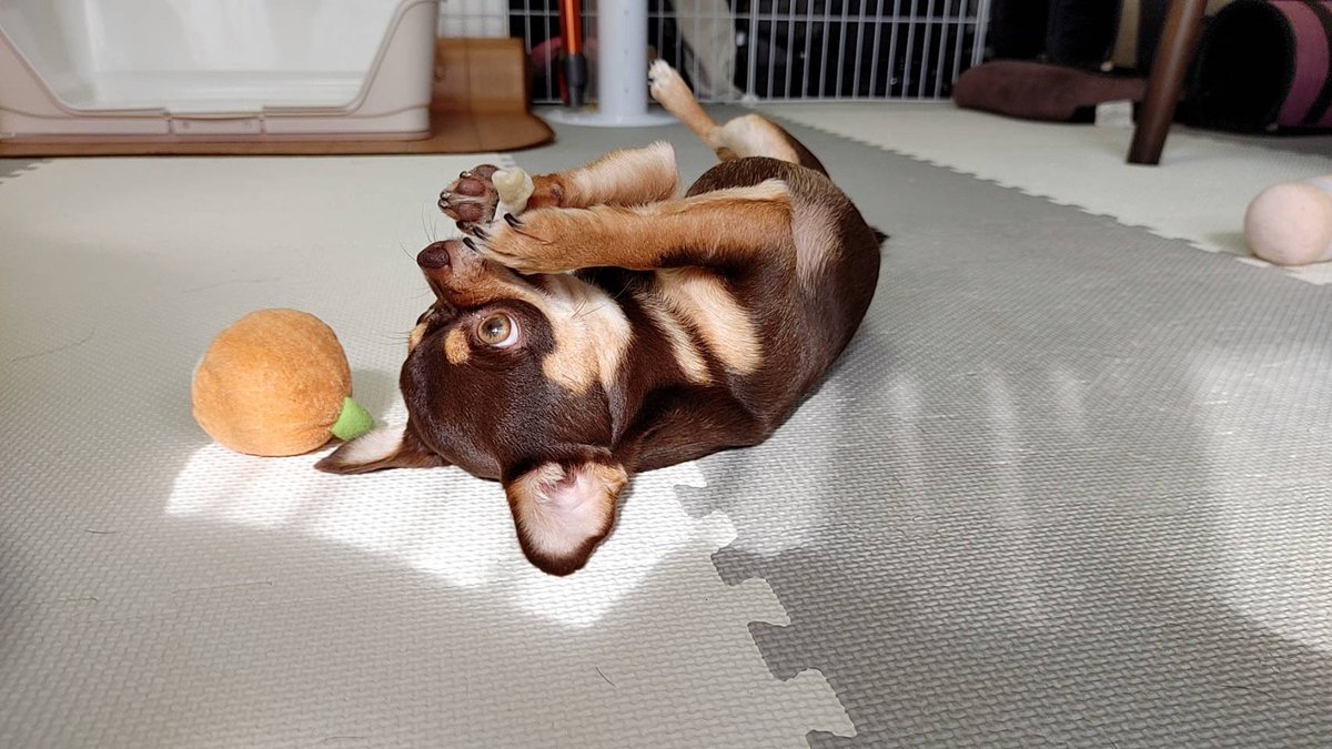 Top Tweets For ビビり犬 Twstalker