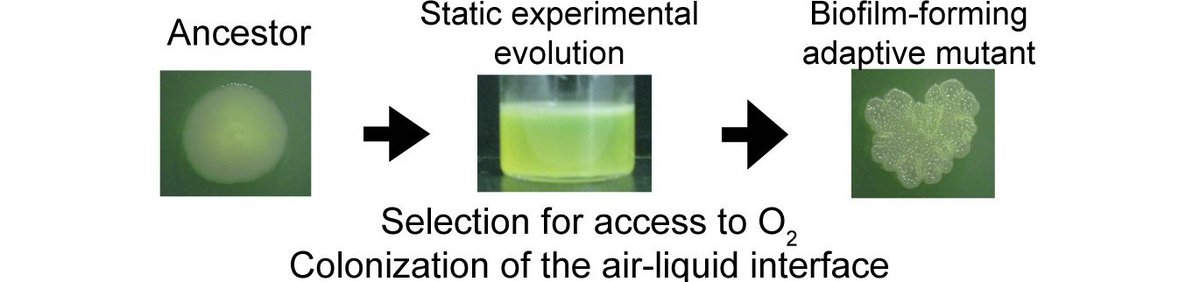 Pentz &amp; Lind extend a bacterial experimental #evolution system for Pseudomonas fluorescens #biofilm formation to P protegens

They show which evolutionary factors can and can't yet be predicted for the system
<a href="/jt_pentz/">Jennifer P</a> <a href="/PeterALind/">Peter Lind</a>

Learn more🔎: doi.org/10.1371/journa…