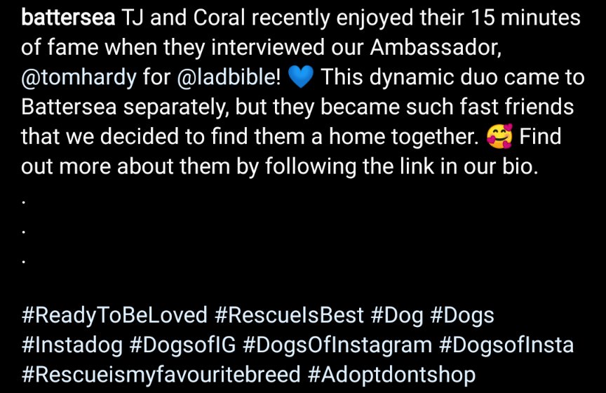 Tom_Hardy_Itali's tweet photo. Ig @battersea 
#tomhardy
#ReadyToBeLoved #RescueIsBest #Dog #Dogs #Instadog #DogsofIG #DogsOfInstagram #DogsofInsta #Rescueismyfavouritebreed #Adoptdontshop https://t.co/R15zoSq05k