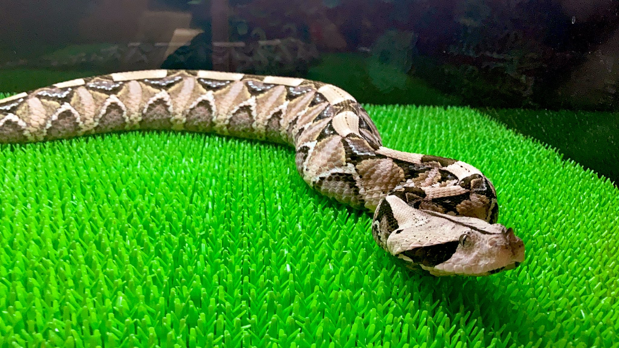 キナエ Yodnmi 蠍尾蛇はいないんですが 多分 蠍とコブラ系は別々にいるかと思います そして アダー好きって言われたらアダー載せちゃうヾ W ノ クサリヘビ系かっこいいです 来週のイベントの事もまた載せちゃうと思います T Co キナエ Yodnmi 蠍尾蛇はいないんですが 多分 蠍とコブラ系は別々にいるかと思います そして アダー好きって言われたらアダー載せちゃうヾ W ノ クサリヘビ系かっこいいです 来週のイベントの事もまた載せちゃうと思います T Co