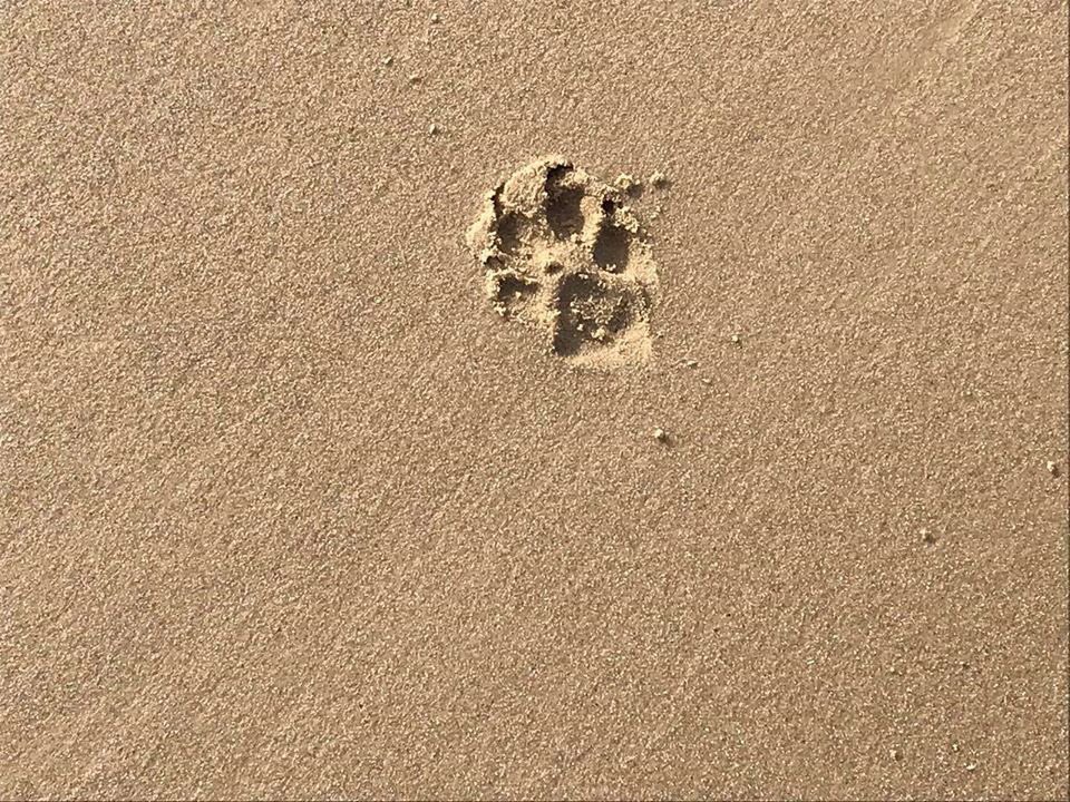 TailsCockapoo's tweet image. Paw print in the sand - So many doggies not too well at the moment and so many human families have had to say goodbye as their beautiful doggies cross 🌈 bridge . Just to let you know I’m thinking of you.