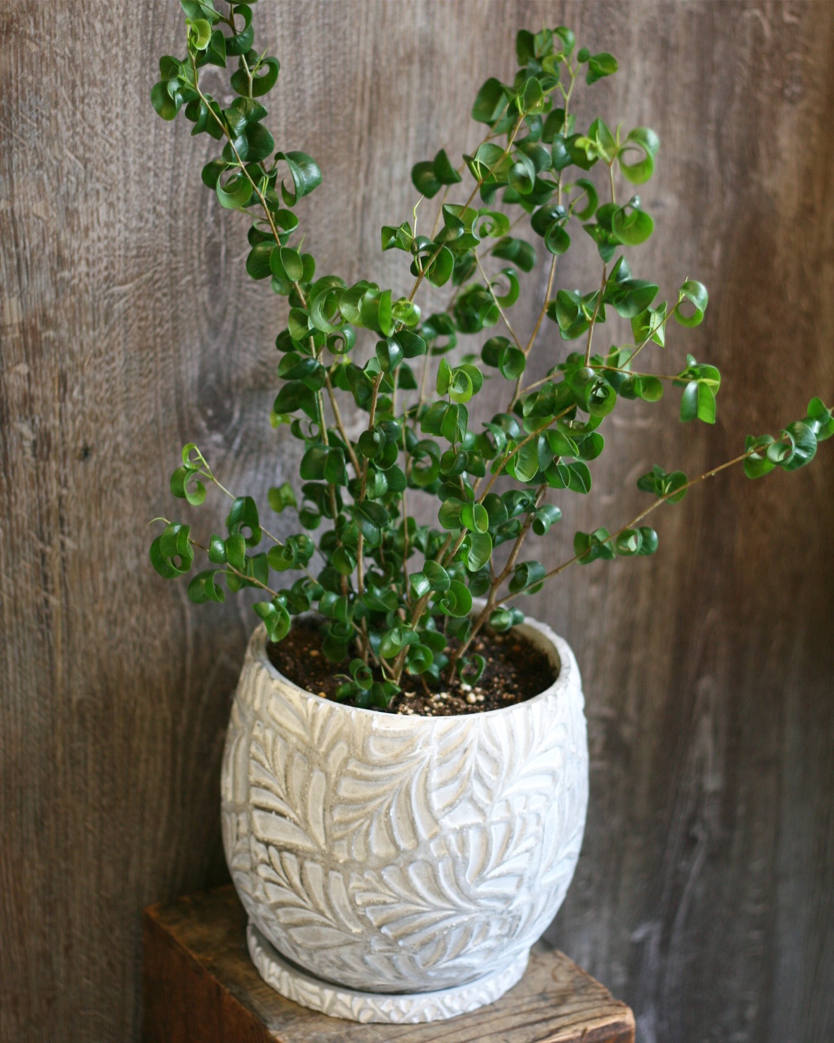 Atelier Toco ベンジャミンバロック 模様が素敵な植木鉢 受皿にも模様が入ってるのが可愛い 遠くからのご注文ありがとうございました 観葉植物 ベンジャミンバロック インテリアグリーン 緑のある暮らし おしゃれな植木鉢 大阪市北区 中崎町 の