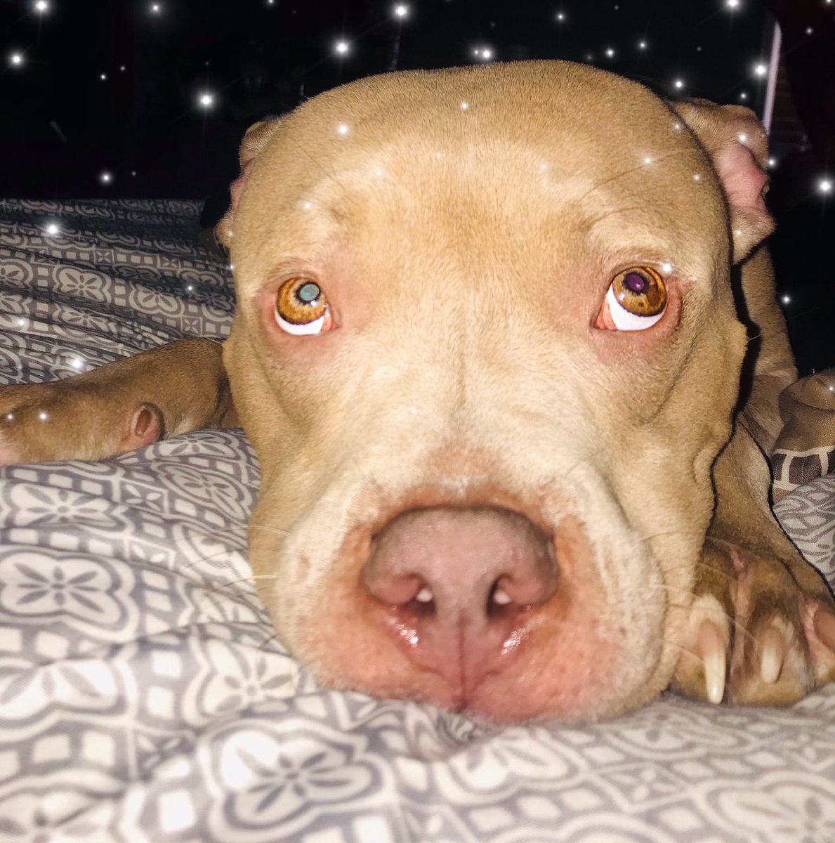 2gals1pod's tweet photo. My dog is my best friend and just so happens to be the cutest sweetest girl around!! #Fraya #LovePupDay #Lovepup https://t.co/VxvBvrbFAs