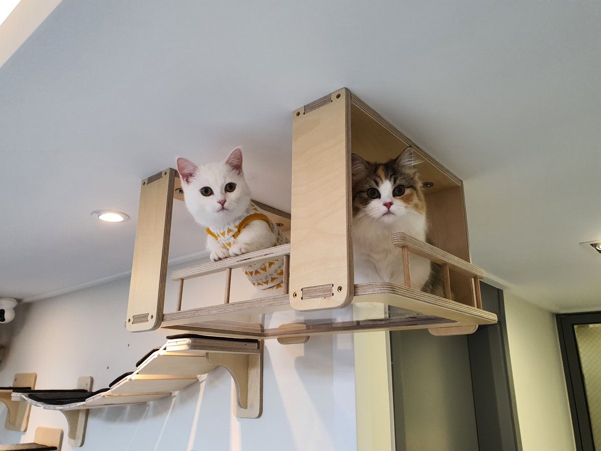 king_nfts's tweet photo. @nayibbukele Choosing the interior design of the waiting room for cat treatment.
I hope it helps you treat your cats.
https://t.co/qfLmQvWbSz https://t.co/G1i6bja8C9