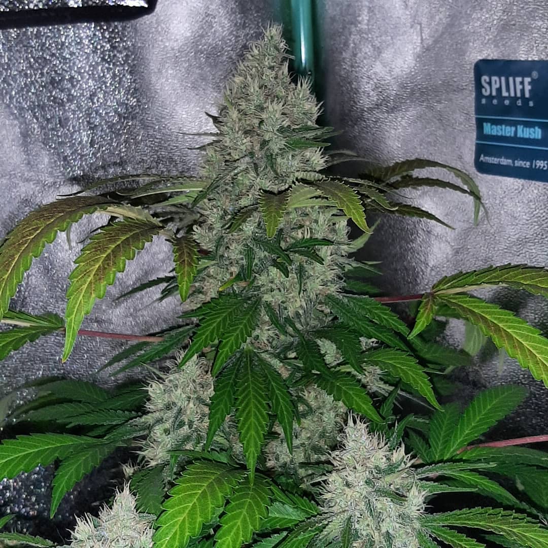 spliffseeds's tweet photo. Jack F1
📸:@6ixcultivation
🌷:#jackf1
👩🌾:#spliffseeds
🌍:https://t.co/AsyHHaxdc5 https://t.co/YfWz5QbnCb
