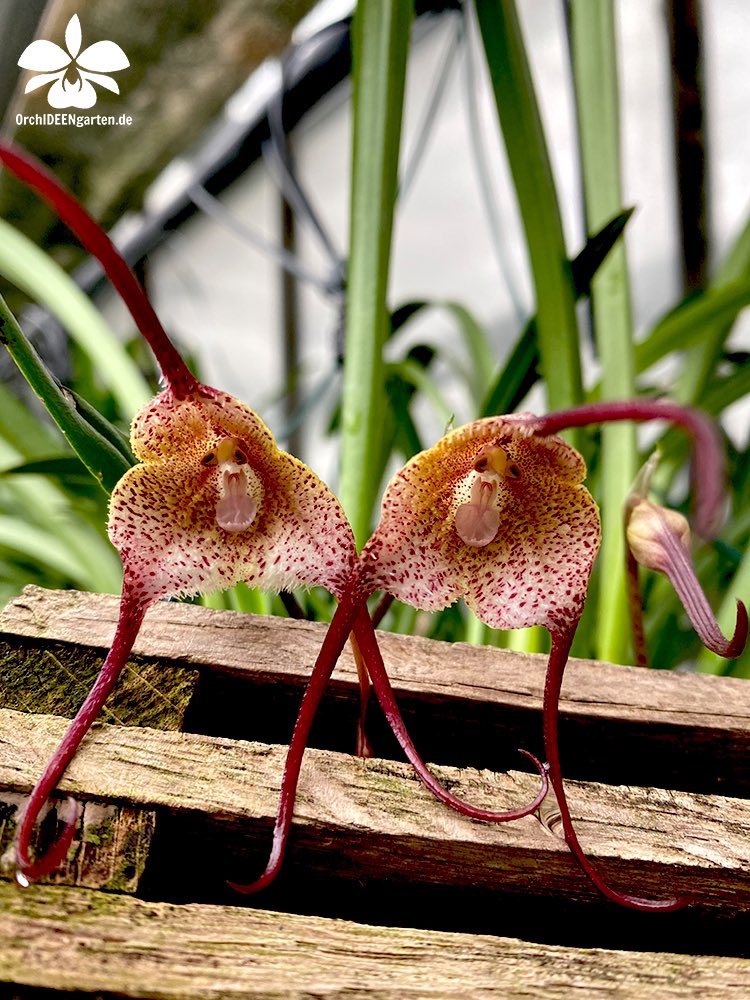 OrchIDEENKarge's tweet photo. SONNtag und OrchIDEEN, was will man mehr?!? Kommt doch gerne auch mal bei uns in Dahlenburg vorbei. Wir freuen uns auf euch! 💚

OrchIDEE: Dracula navarrorum

#buga2021 #bugaerfurt #bundesgartenschau #erfurt #buga #bundesgartenschau2021 #orchIDEEN #orchIDEE #orchIDEENgarten https://t.co/woyseXk4zf