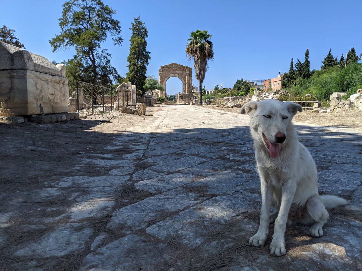 Hound of the Necropolis of Tyre