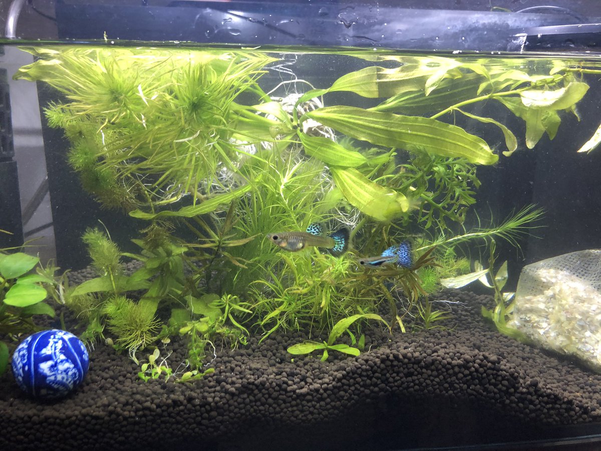 Rimaho S 糸みたいな苔が凄くて 水槽を掃除しました 水草も洗って やっと完成した数分後がこのザマ そして 5匹居たはずのシュリンプも3匹に ちょっと休憩してから 再リベンジします アクアリウム ラピュタ エビはどこ行った シュリンプ Rimaho S 糸みたいな苔が凄くて 水槽を掃除しました 水草も洗って やっと完成した数分後がこのザマ そして 5匹居たはずのシュリンプも3匹に ちょっと休憩してから 再リベンジします アクアリウム ラピュタ エビはどこ行った シュリンプ