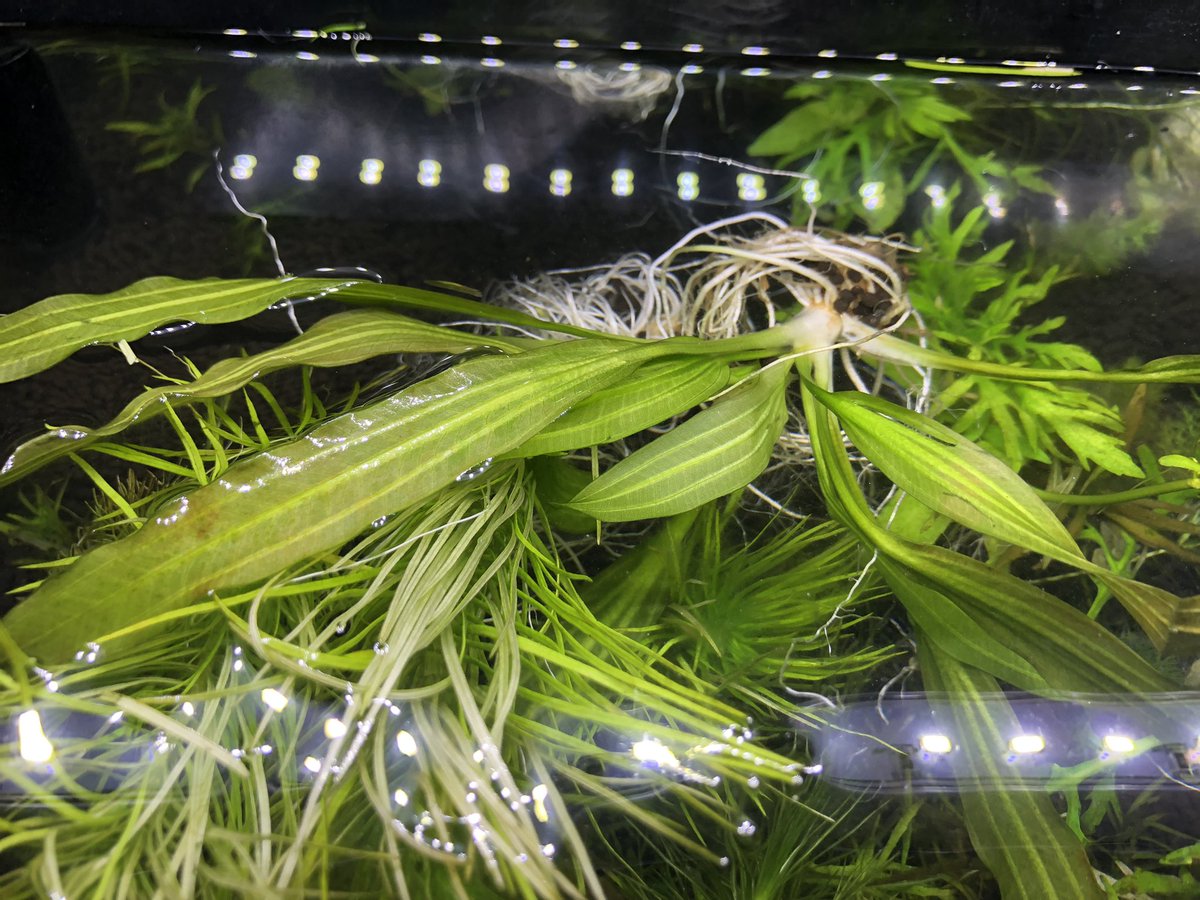 Rimaho S 糸みたいな苔が凄くて 水槽を掃除しました 水草も洗って やっと完成した数分後がこのザマ そして 5匹居たはずのシュリンプも3匹に ちょっと休憩してから 再リベンジします アクアリウム ラピュタ エビはどこ行った シュリンプ Rimaho S 糸みたいな苔が凄くて 水槽を掃除しました 水草も洗って やっと完成した数分後がこのザマ そして 5匹居たはずのシュリンプも3匹に ちょっと休憩してから 再リベンジします アクアリウム ラピュタ エビはどこ行った シュリンプ