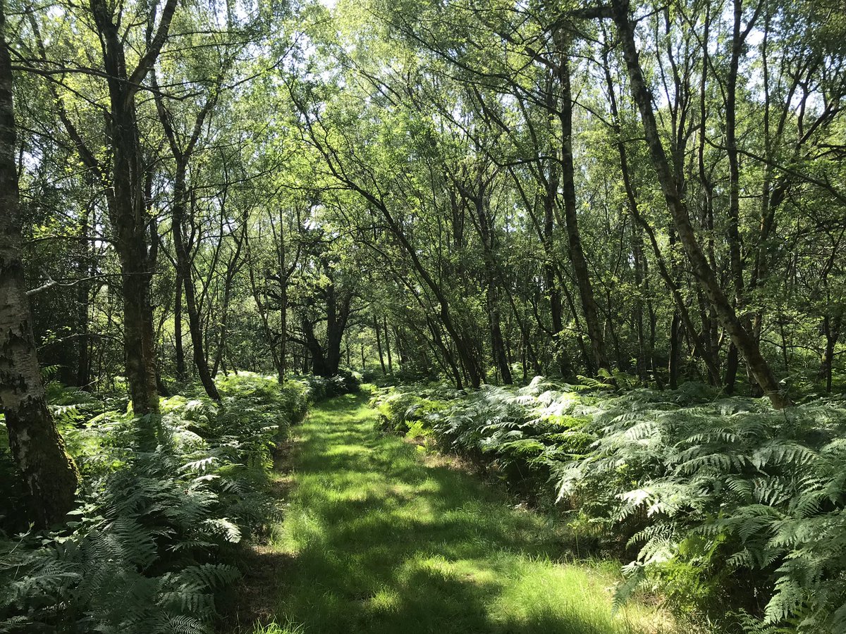 On #WorldMentalHealthDay let’s not forget the power of parks and green spaces on our nation’s health and well-being. #loveparks @luhc @DHSCgovuk @CWCCG