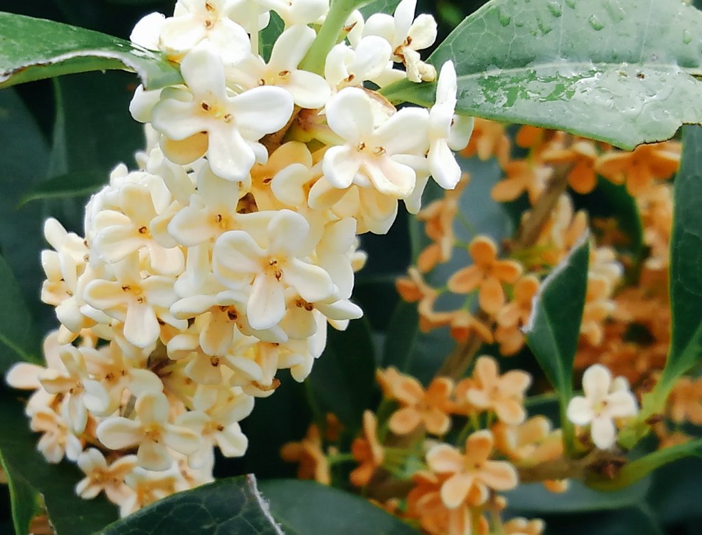大山いづみ キンモクセイ 2度めの花の中に 白い花が咲いてました 私は始めてみるので 今日はなんてラッキーなんだと喜びましたよ キンモクセイ 白い金木犀 空ネット イマソラ 花 大山いづみ キンモクセイ 2度めの花の中に 白い花が咲いてました 私は始めてみるので 今日はなんてラッキーなんだと喜びましたよ キンモクセイ 白い金木犀 空ネット イマソラ 花