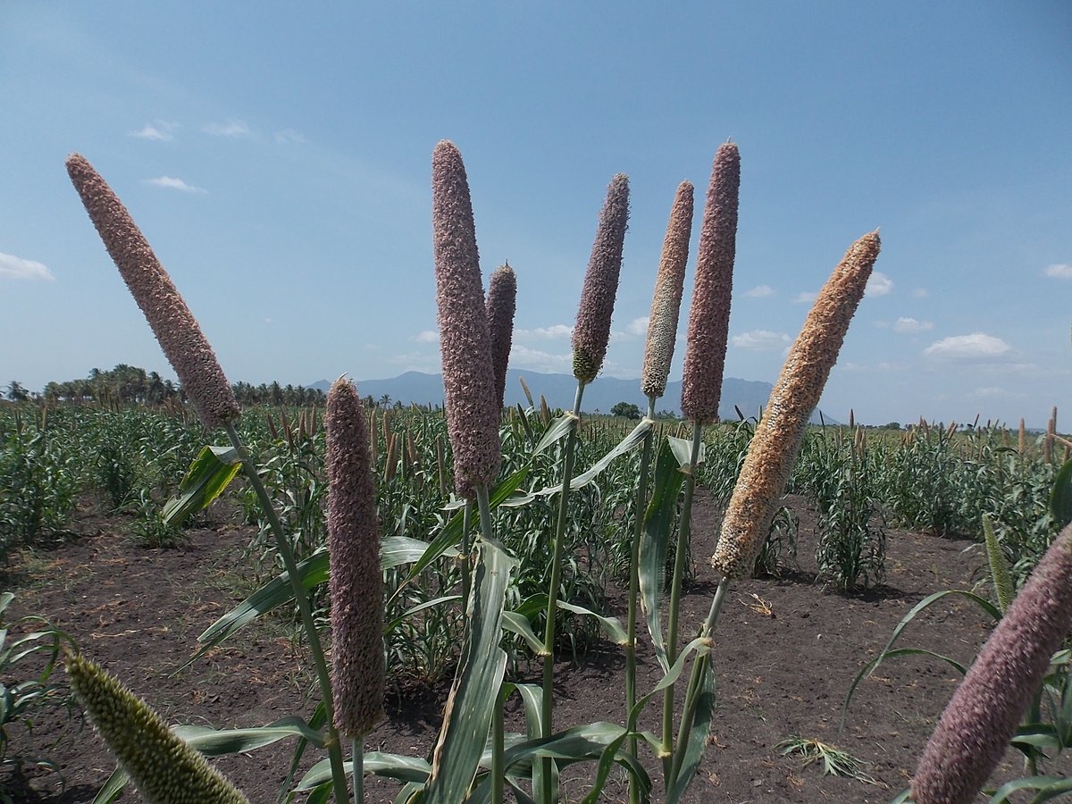 anugula's tweet photo. 1/2
#Chinnappapuram #Dindigul #NativeVarieties #Kambu #PearlMillet
during a journey looking for #Native #Cotton in 2015.
Travel in rural areas always throws up such surprises. https://t.co/3ovPAFQHmX