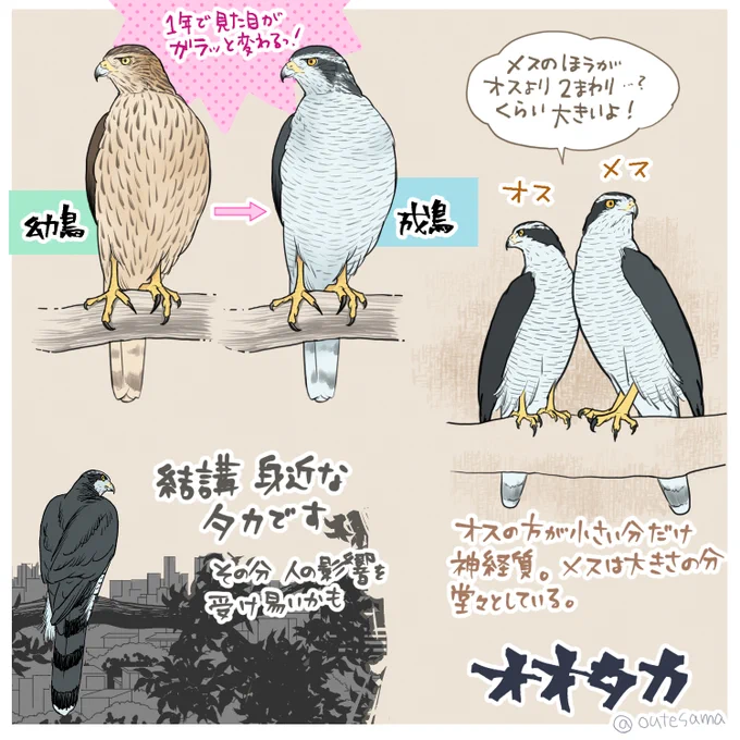 以前描いたオオタカですが。
全身の見た目変わるって凄くないですか。
間違いなく白いとこは白!と生えてくるのも不思議。 