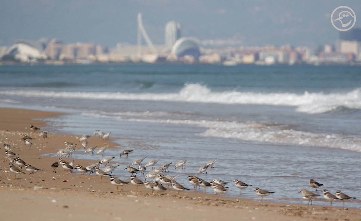 What a fantastic #GlobalBigDay #OctoberBigDay we’ve enjoyed in Valencia! Thanks to the birding community for making it real!
@VisitNatura @global_birding @SwarovskiOptik @cv_activa @CvGuias @valenciaturisme @waderquest @GVAturisme @GVAparcs