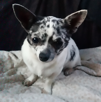 Ayer, la Policía Local de Zamora nos avisó por esta perrita perdida/abandonada en el corredor de Roales.

Por desgracia no tiene chip, así que la llevaremos a la perrera municipal de Zamora.

Si os animáis a darle una oportunidad, contactad con las instalaciones municipales