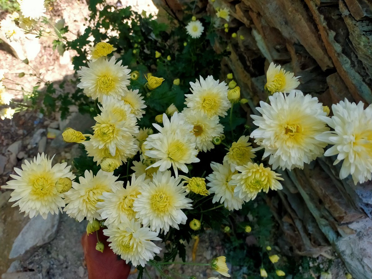 thezahii's tweet photo. The color of the flower can also affect the meaning behind the chrysanthemum. #chrysanthemum https://t.co/GPfEpRj2Zs