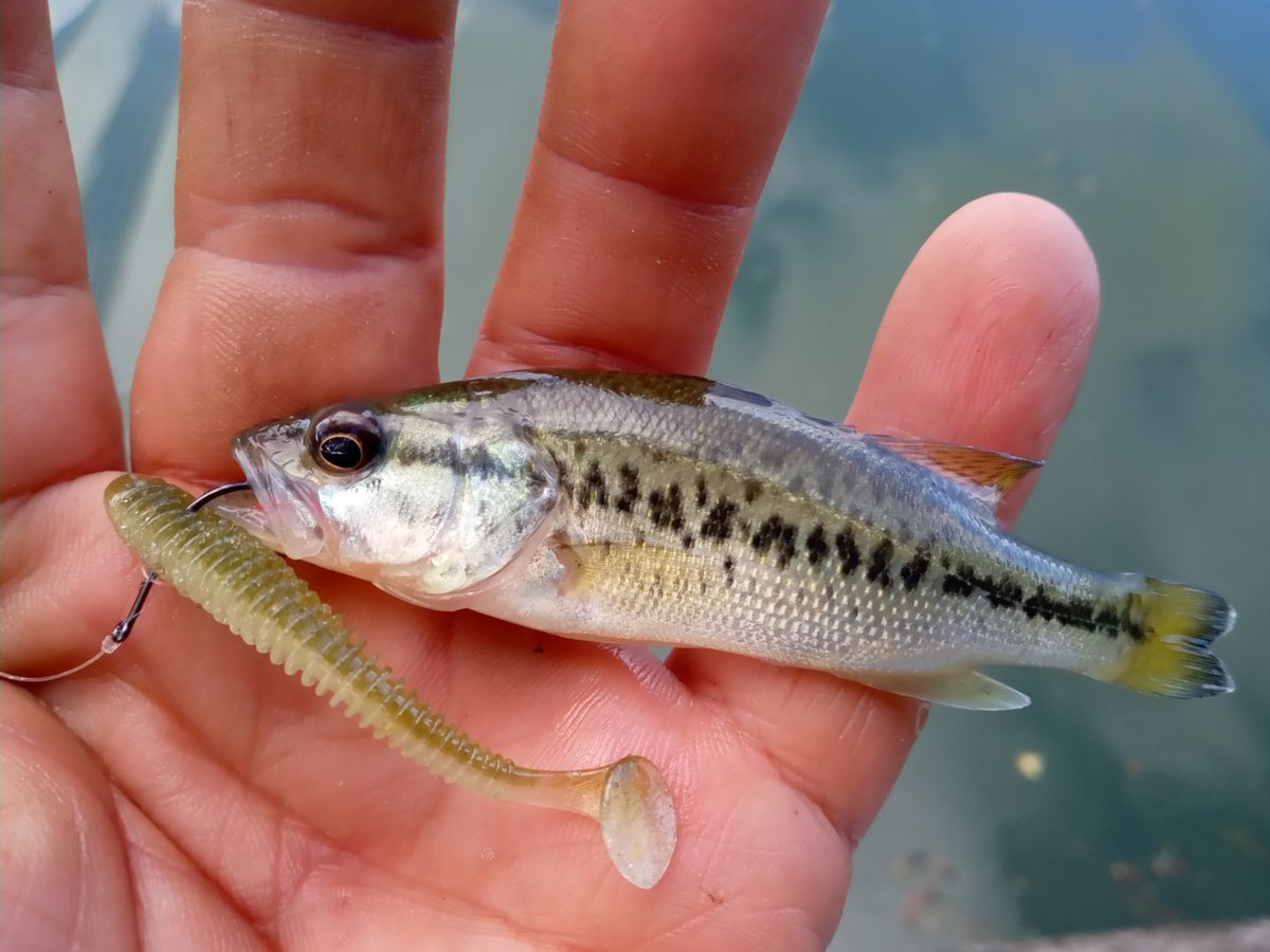 本日の釣果
画像の一匹
於 草津市 琵琶湖