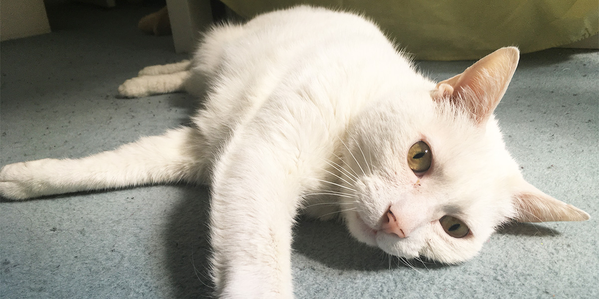 Battersea_'s tweet photo. The fabulous felines of Battersea are having a very #SleepySunday! 😴 Cats can spend 16-20 hours a day snoozing, so they're total pros. 🐱💙 https://t.co/4tIGNkyTN1