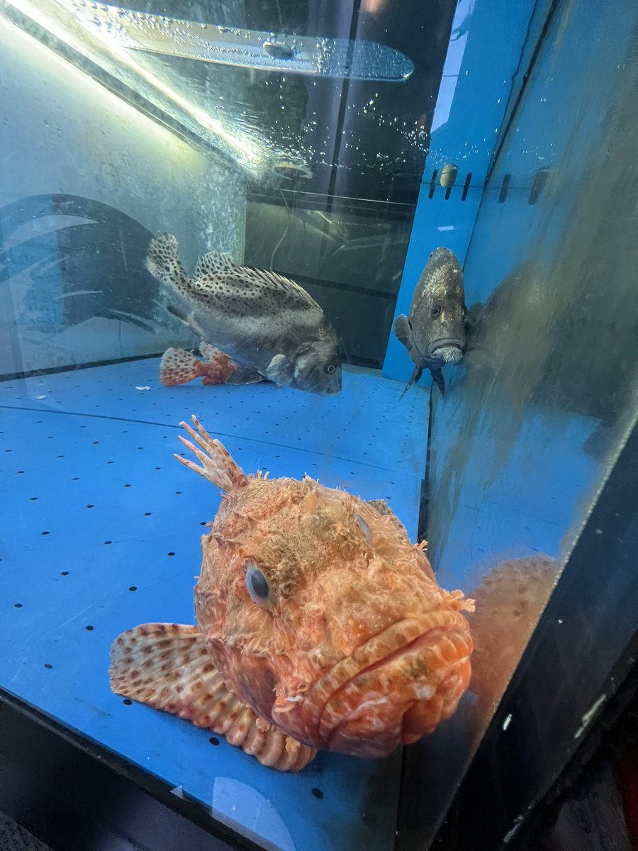 ゴリラステーキ tweet media