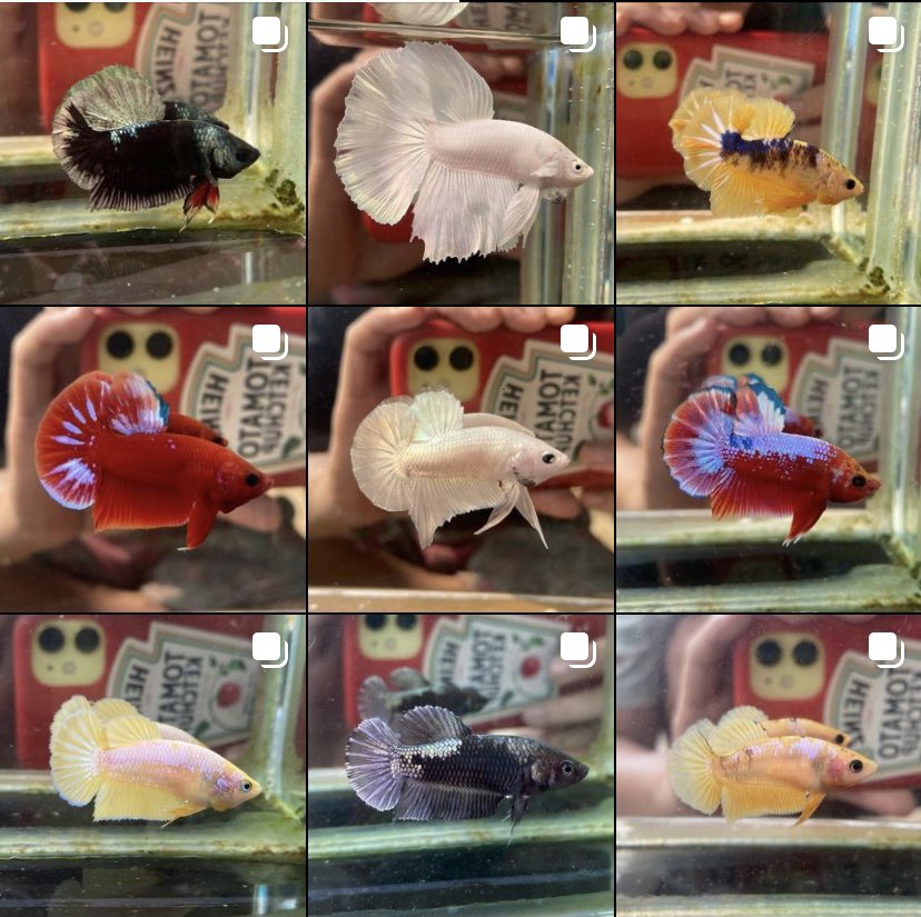 Sedang di lelang di instagram <a href="/cupinkfloyd/">CUPINK FLOYD</a> 
OB serba 10k

Indonesia Only🇮🇩

#bettafish #ikancupang #cupang #bettafishindonesia #ikanhias #jualikancupang #lelang