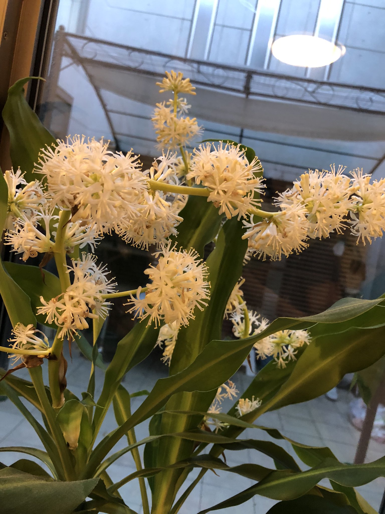 幸福の木 Twitter Search Twitter