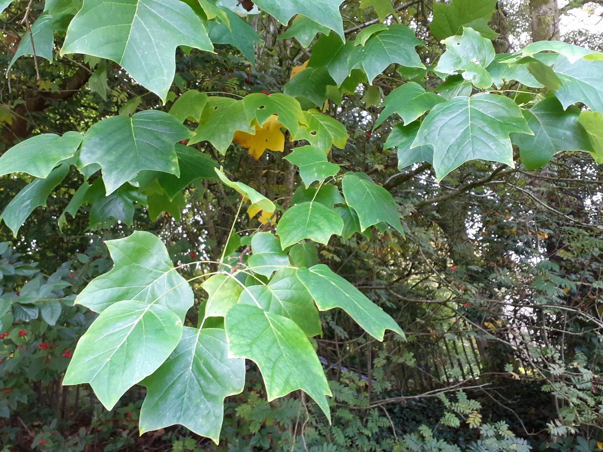 LancsMuseums's tweet photo. Beautiful autumn weather for a stroll in the grounds of #GawthorpeHall. See if you can spot leaves from our tulip tree, which are beginning to change colour and fall to the ground. 
 📷: Tim Bradley https://t.co/jt7VYIRTaW