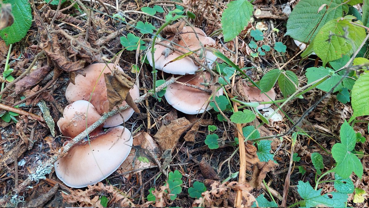 3D yirtqich hayvonlar katta hayvonlar bilan jinsiy aloqada bolishadi Yetuk ayollar porno