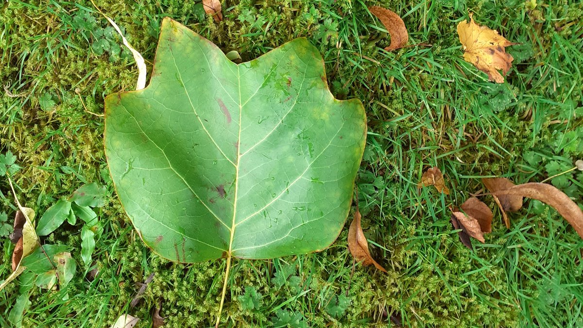 LancsMuseums's tweet photo. Beautiful autumn weather for a stroll in the grounds of #GawthorpeHall. See if you can spot leaves from our tulip tree, which are beginning to change colour and fall to the ground. 
 📷: Tim Bradley https://t.co/jt7VYIRTaW