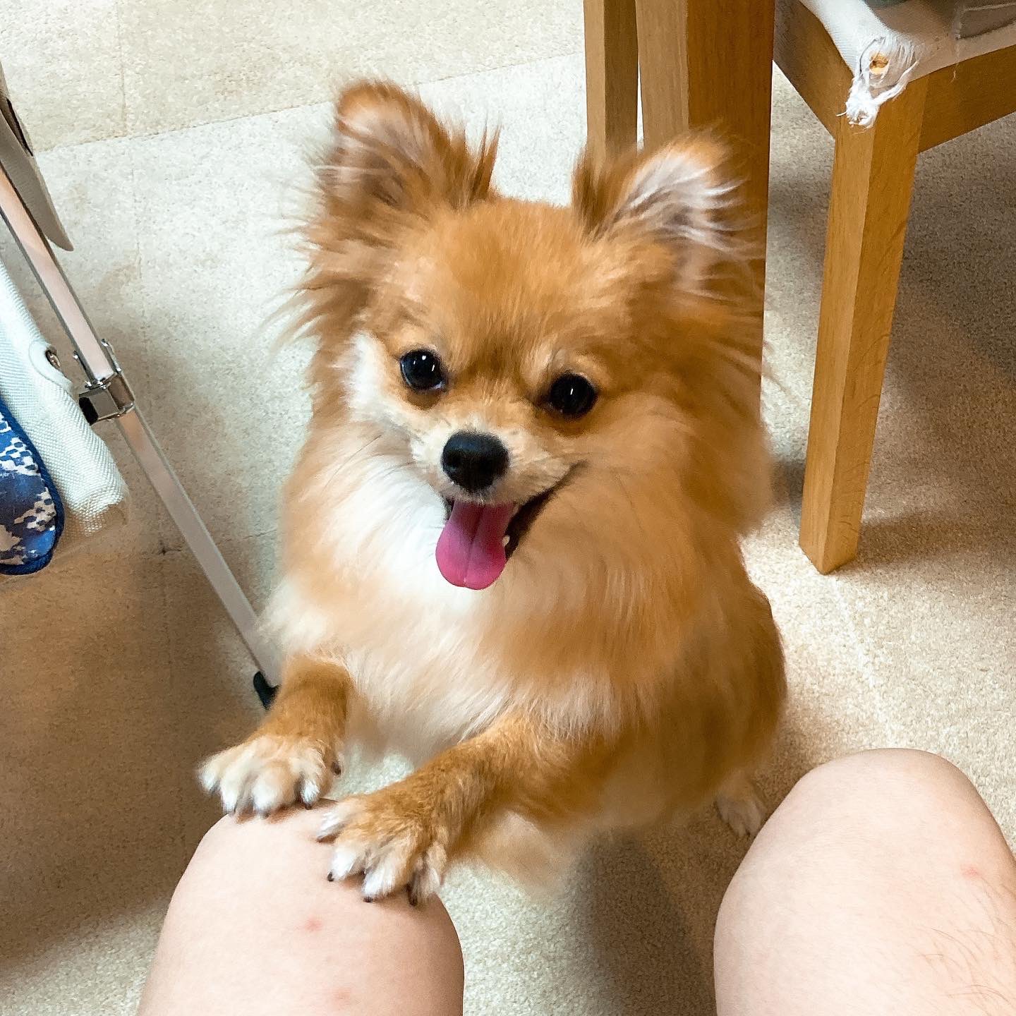 Cookdad 夜遅くに帰ってきたのに 盛大に歓迎してくれるから 遊んであげないわけにはいられない 散歩とか抱っこの時間が 完全に１日のルーティーンに入ってるから なんかホッとする 犬バカ 犬バカ部 いぬばか部 いぬのきもち ポメチ