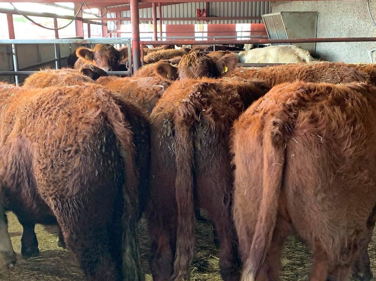 StoddartsBeef's tweet photo. We have 16 x Purebred Luing in tonight - watch this space #stoddartassured #bestinbeef #purebred #nativebreed #luingcattle #luing #nativecattle #scotchbeefpgi https://t.co/udM7VCRntd