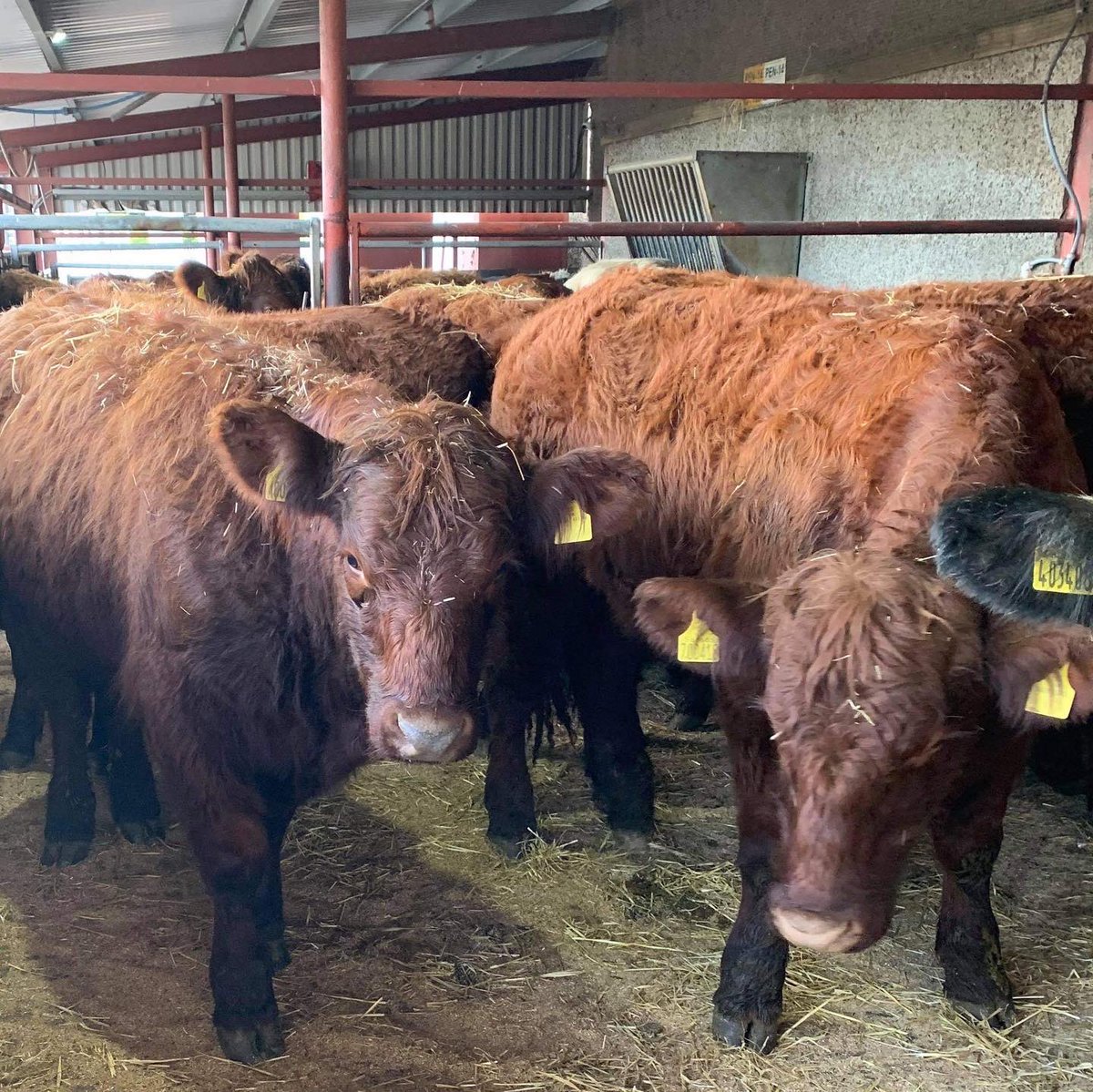 StoddartsBeef's tweet photo. We have 16 x Purebred Luing in tonight - watch this space #stoddartassured #bestinbeef #purebred #nativebreed #luingcattle #luing #nativecattle #scotchbeefpgi https://t.co/udM7VCRntd