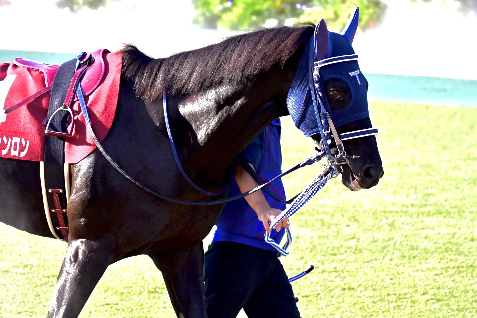 Iuhw 競馬 サークル マイネテレジア兄妹 兄マイネルファンロン 父ステイゴールド 妹ユーバーレーベン 父ゴールドシップ ユーバーレーベン マイネルファンロン T Co Jsfhgnz8co Twitter