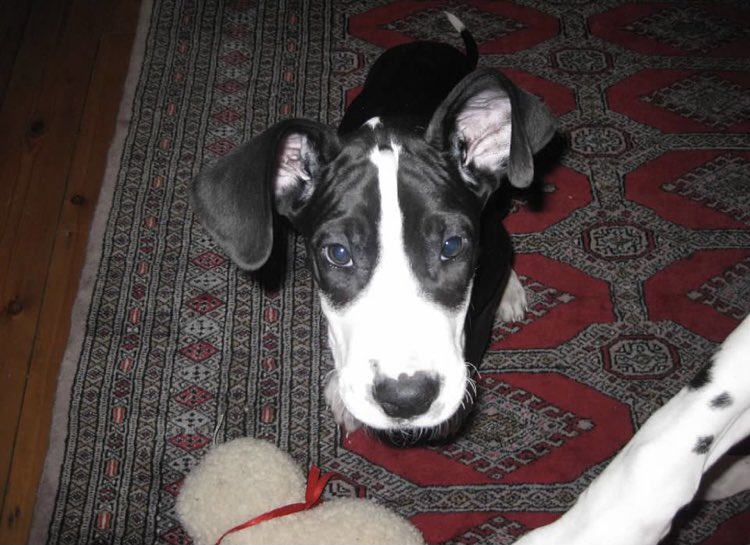 carabwilliams's tweet photo. Said goodbye to our beautiful Great Dane yesterday-lots of love and tears shared with her before her journey over the rainbow-RIP beautiful girl #MercerPets #GreatDane #FurFamily #LoyalGal @lifeatmercer https://t.co/8kYACKOfgh