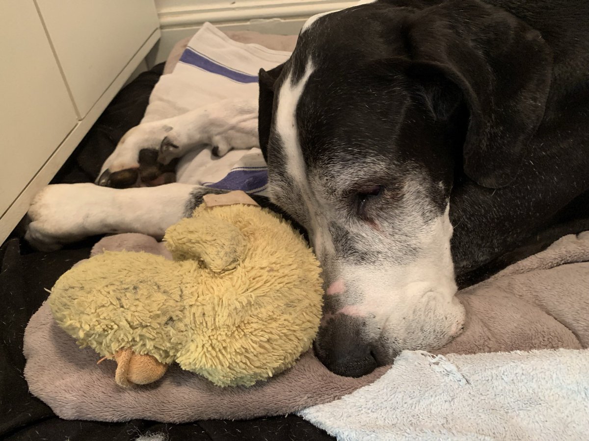 carabwilliams's tweet photo. Said goodbye to our beautiful Great Dane yesterday-lots of love and tears shared with her before her journey over the rainbow-RIP beautiful girl #MercerPets #GreatDane #FurFamily #LoyalGal @lifeatmercer https://t.co/8kYACKOfgh
