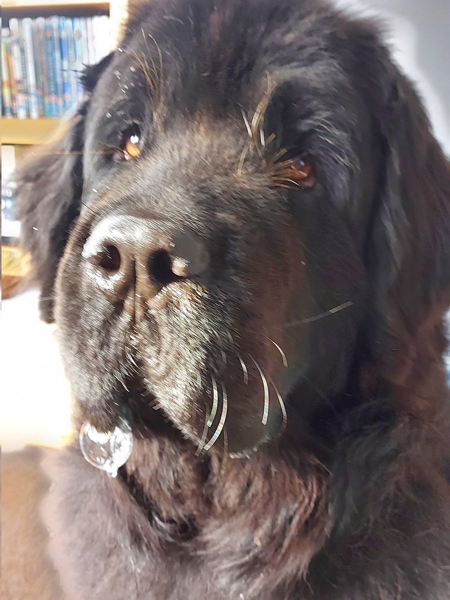burrowingbolt's tweet photo. PA has toast (when there's a bubble it's really serious drooling!!!) 🐕😋🤤🐕🤣#droolicious #toast #wheresmine #slobberchops #Drooling https://t.co/hN5SQ88uWu