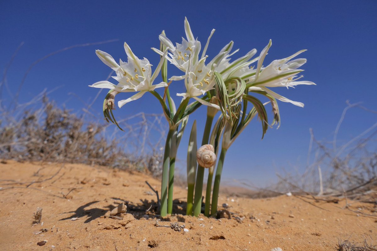 ALFRED DANIEL J (דָּנִיֵּאל) (@danieljalfred1) on Twitter photo חבצלת הנגב Pancratium sickenbergeri. (Near Dimona) We shall bloom the Negev😊<a href="/bengurionu/">Ben-Gurion University of the Negev</a> <a href="/BenGurionUni/">אוניברסיטת בן-גוריון בנגב</a> <a href="/mddeBGU/">mdde</a> <a href="/bidrBGU/">bidrBGU</a> <a href="/Michal_Segoli/">Michal Segoli</a> #Israel #desert #flowers חבצלת הנגב Pancratium sickenbergeri. (Near Dimona) We shall bloom the Negev😊<a href="/bengurionu/">Ben-Gurion University of the Negev</a> <a href="/BenGurionUni/">אוניברסיטת בן-גוריון בנגב</a> <a href="/mddeBGU/">mdde</a> <a href="/bidrBGU/">bidrBGU</a> <a href="/Michal_Segoli/">Michal Segoli</a> #Israel #desert #flowers