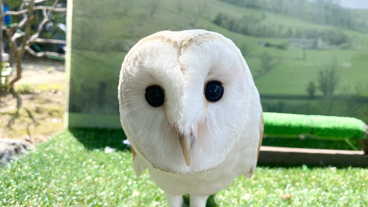 メンフクロウのアイちゃん とある果物と並べるとどっちがどっちかわからない 似てるｗ もうそれにしか見えない Togetter