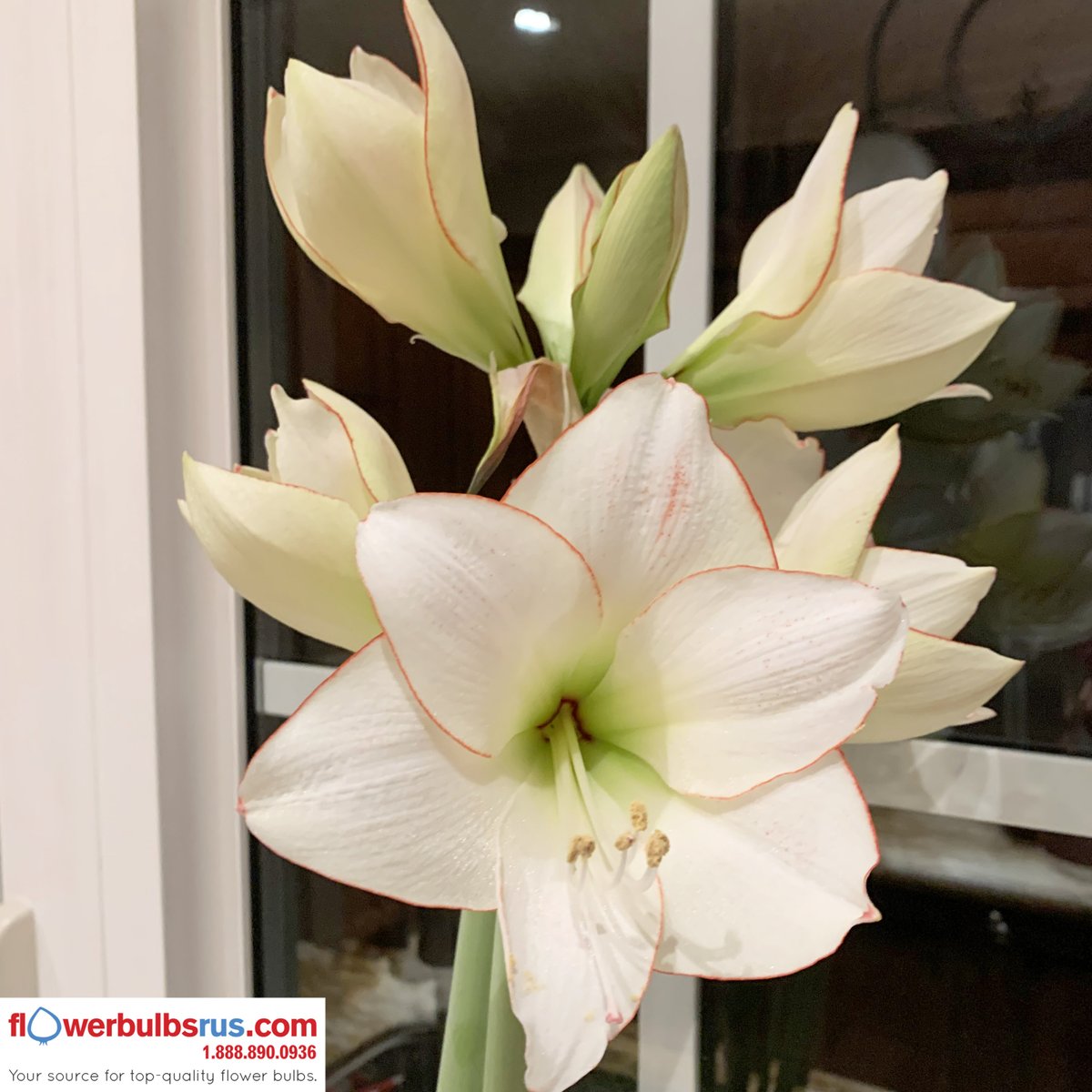 Happy #thanksgiving Everyone! 
#weekend #sunday #flowers #amaryllis #shoplocal #canada #planting #garden #SundayFunday #familyday #flowerbulbs #gardening #shoplocalcanada