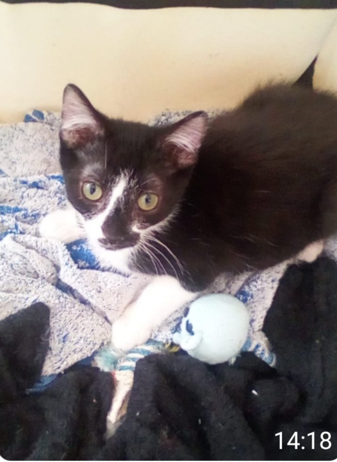 Chat D Oc Un Chaton A Besoin D Une Grande Presence De Sa Famille Et De Personnes Attentives Car Un Chaton Est Fragile Et Sensible Son Foyer Doit Etre Securise Filets Ou