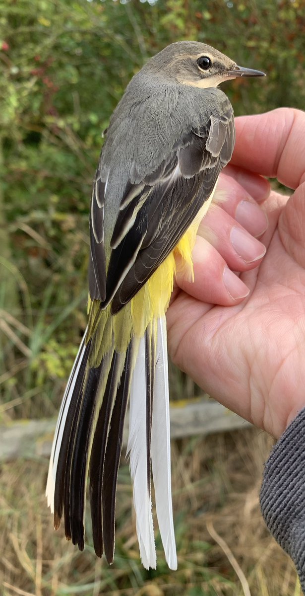 Justin Zantboer tweet media