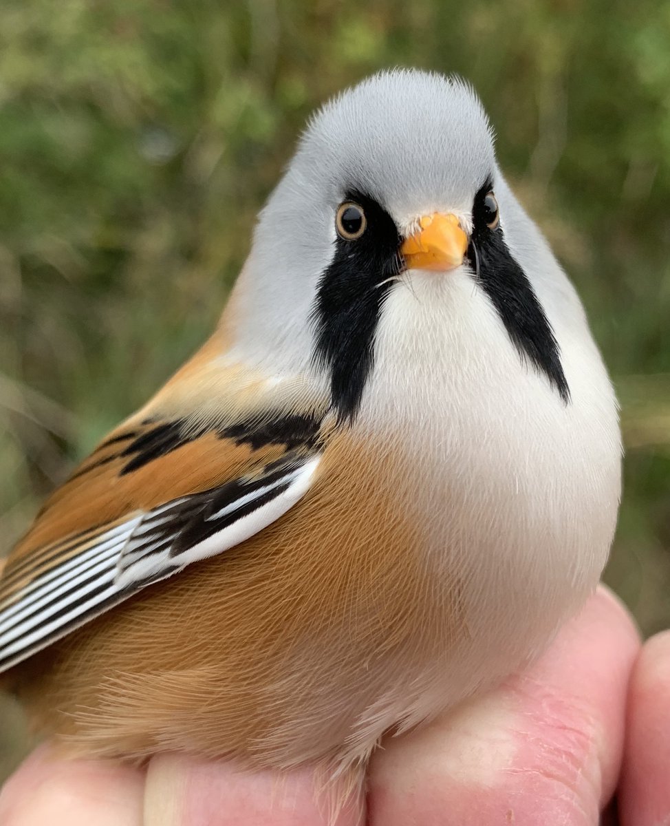 Justin Zantboer tweet media