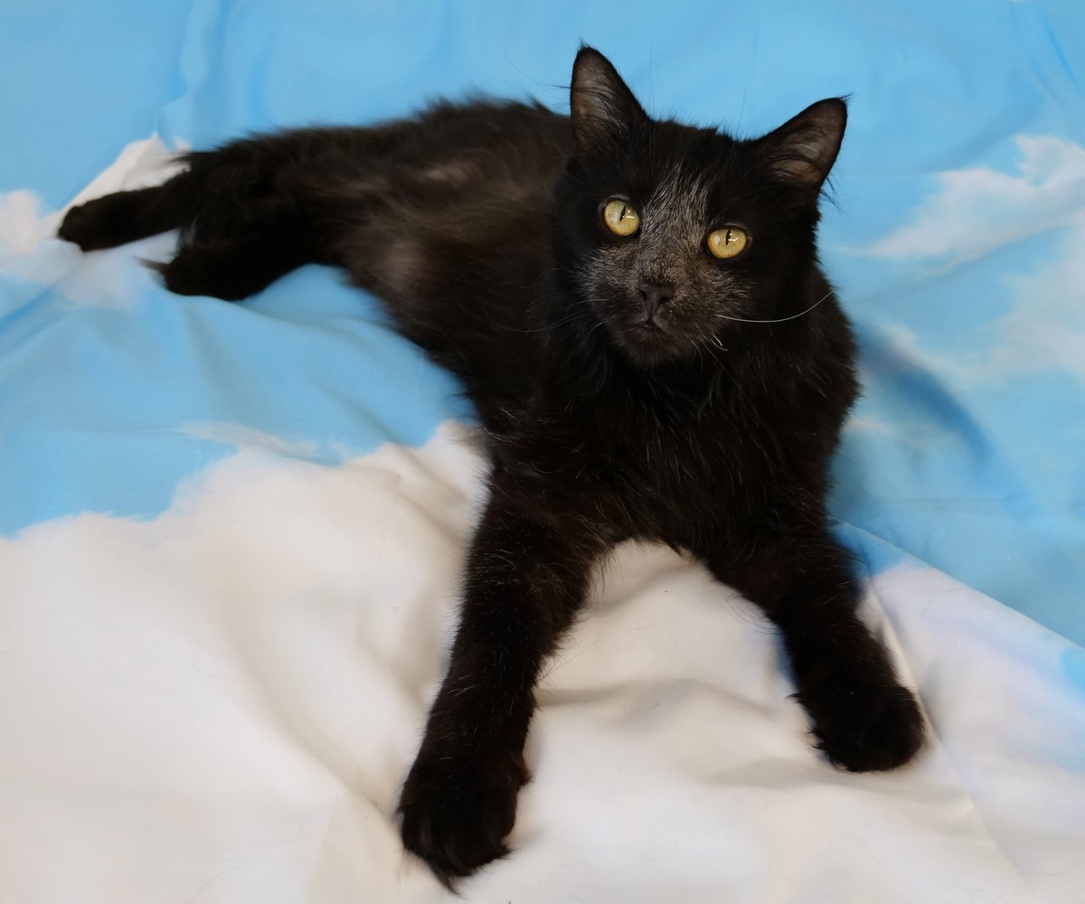 ColeTheBlackCat's tweet photo. COLE 
3/1/12 - 10/10/21

Sorry everybody... we'll be saying goodbye to Cole later today 💔

He put up a brave fight that was helped by all of the love you sent his way, but his body can't support itself any longer and he let us know it's time... Rest in peace buddy 🖤

#CAMFAM https://t.co/WrfNu3ANSa
