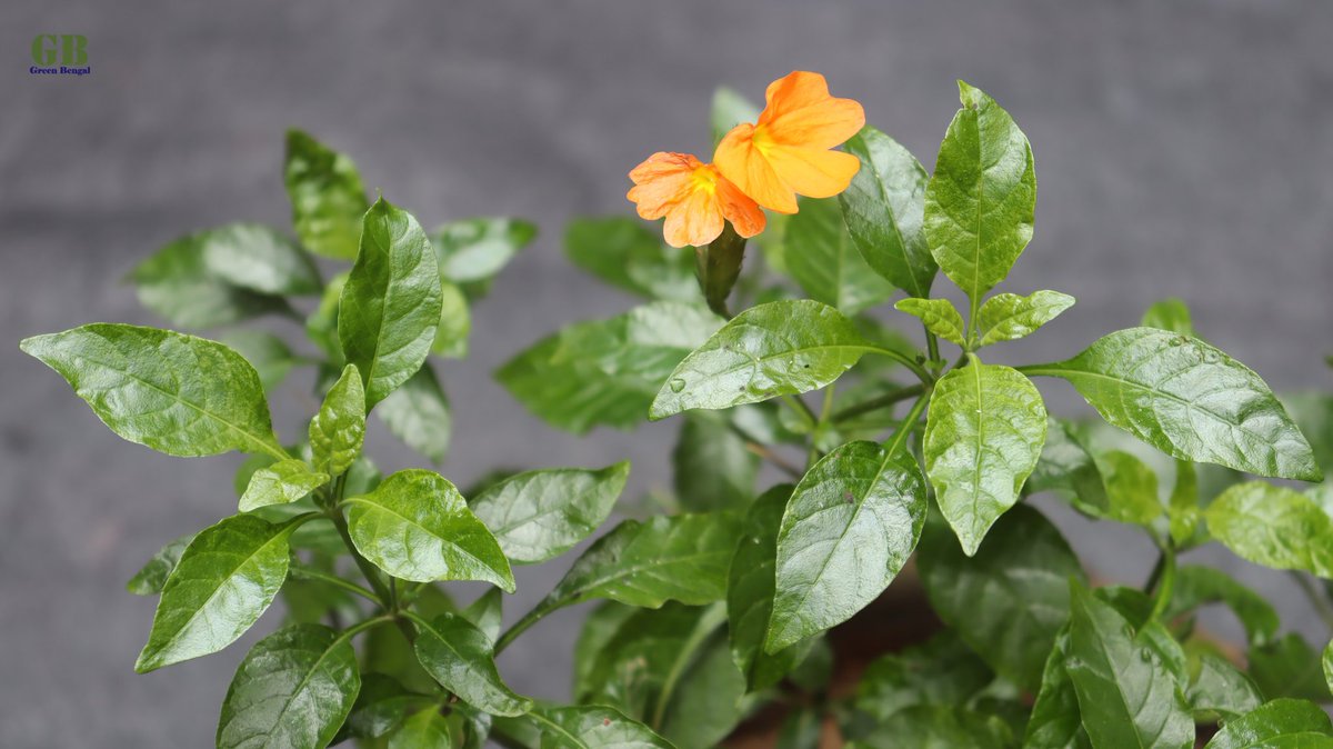 iamgreenbengal's tweet photo. Crossandra infundibuliformis or firecracker flower propagation and care 👉 https://t.co/0MjtEFVzAU
#crossandra #firecrackerflower #crossandrainfundibuliformis #flowers #planters #plant #shrub #shrubs #propagation #greenbengal #growing https://t.co/12Q0lRQCgQ