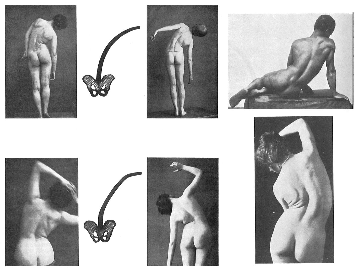 from Siegfried Mollier. Plastische Anatomie. 1924 