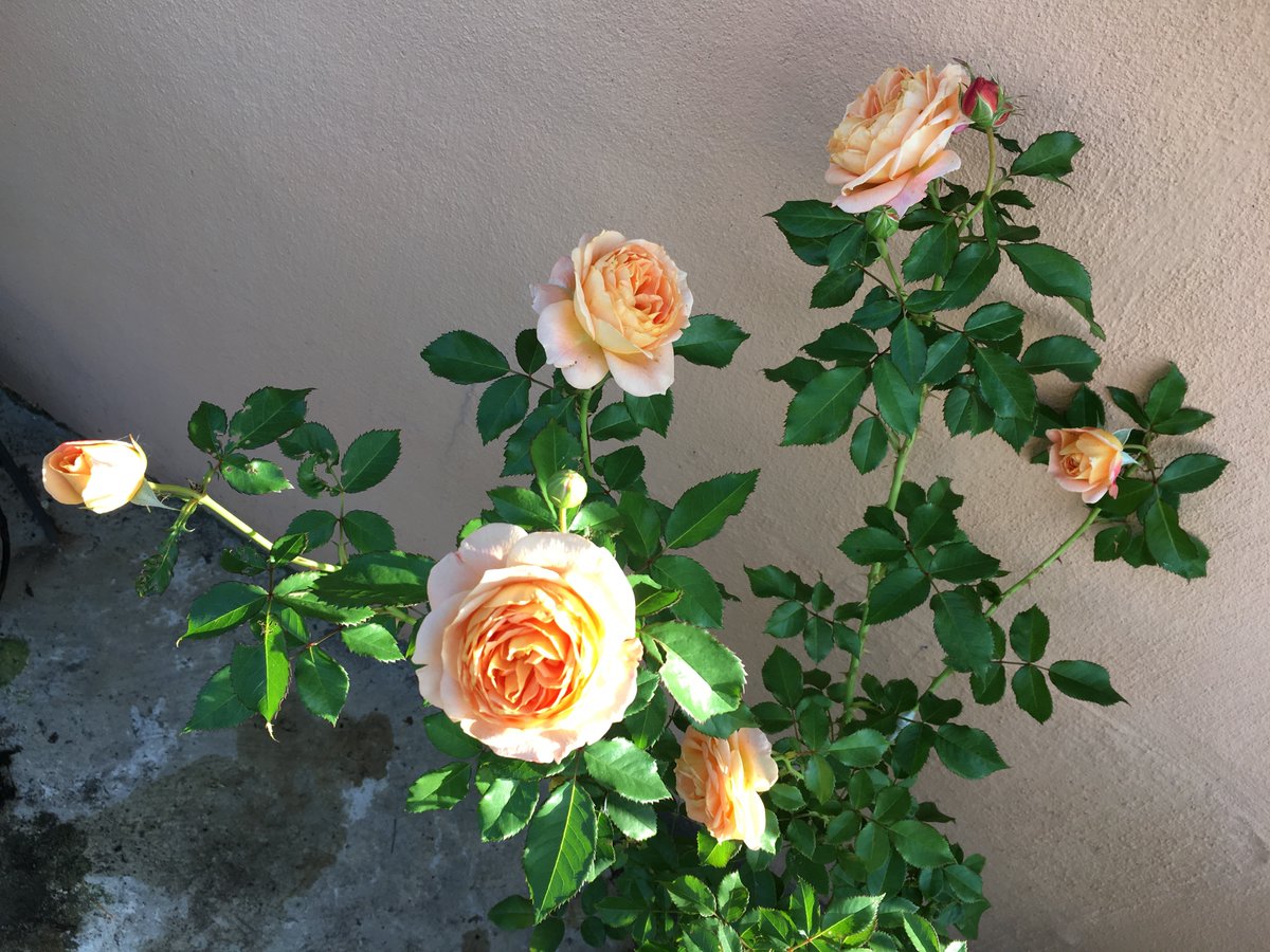 薔薇の記録しずく 今年の新苗ですが開花サイクルが早い お花長持ちでとても重宝しています ラドルチェヴィータ La Dolce Vita 撮影日 21年10月3日 最低気温 15 5 最高気温 24 7 T Co B4jx0sl3wj Introducing The Roses That Bloomed