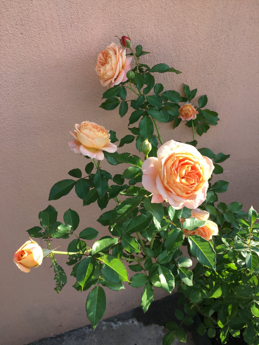 薔薇の記録しずく 今年の新苗ですが開花サイクルが早い お花長持ちでとても重宝しています ラドルチェヴィータ La Dolce Vita 撮影日 21年10月3日 最低気温 15 5 最高気温 24 7 T Co B4jx0sl3wj Introducing The Roses That Bloomed